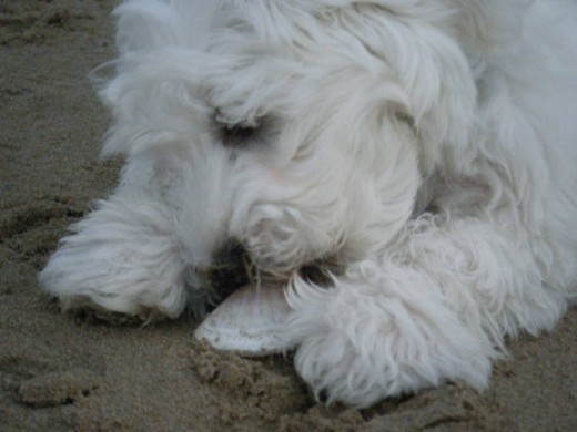 Pancho en la playa de Cullera.